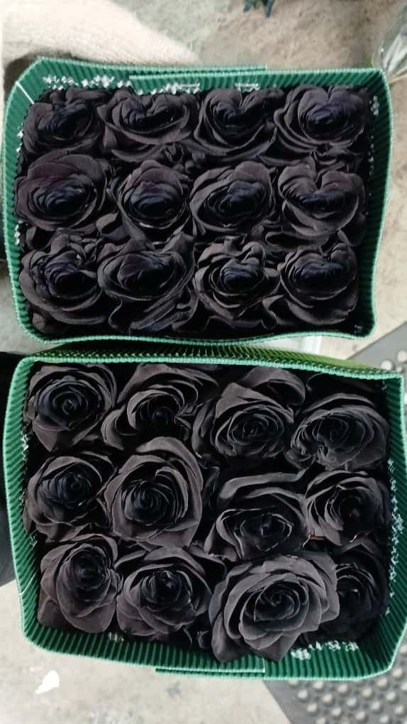 Rose Dyed Black Tint 60 Cm