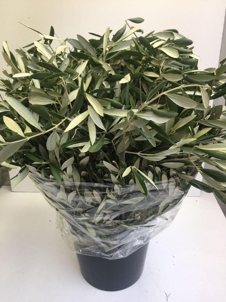 Greens Branch Olive Green 60 Cm Usa