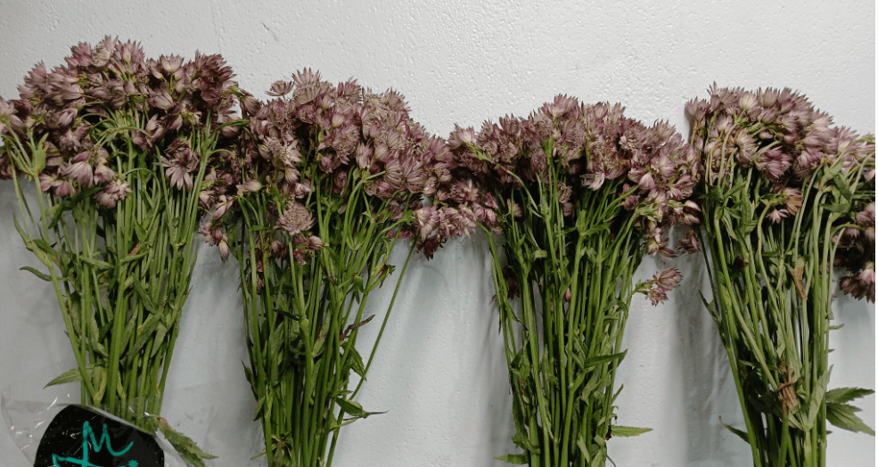 Astrantia Star Of Africa Pink Dark 50 Cm
