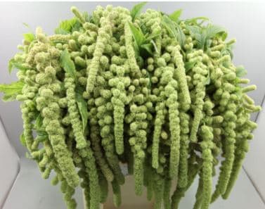 Amaranthus Hanging Cycloop Green 70/80 Cm - Nl
