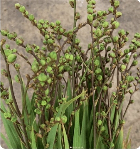 Crocosmia Pods Green Nl