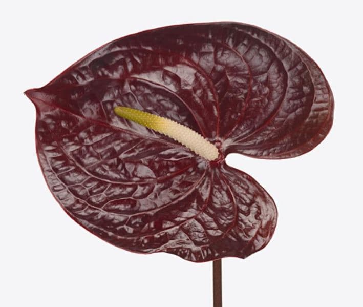 Anthurium Showtime Burgundy Dark Red 11 Cm Medium Nl - No Credit