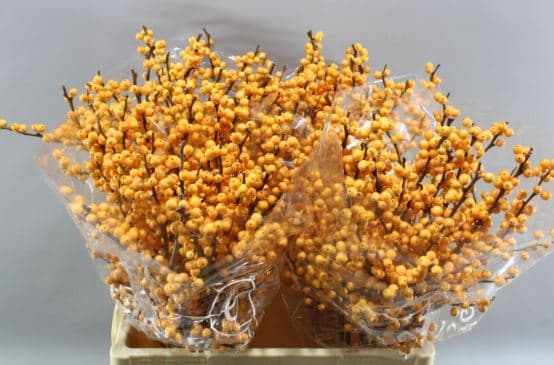 Ilex Golden Verboom Peach 40 Cm