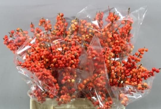 Ilex Orange 40 Cm