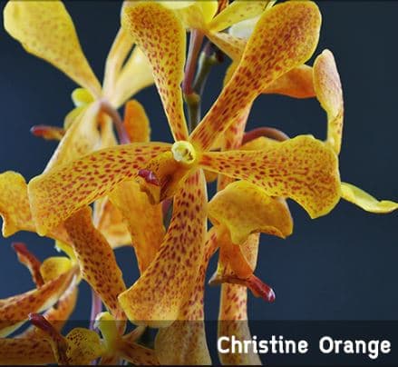 Orchid Mokara Orange Christine LL