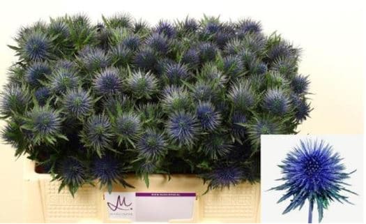 Eryngium Blue Magnetar 50 cm