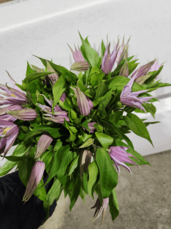 Clematis Amazing London Lavender 50 Cm