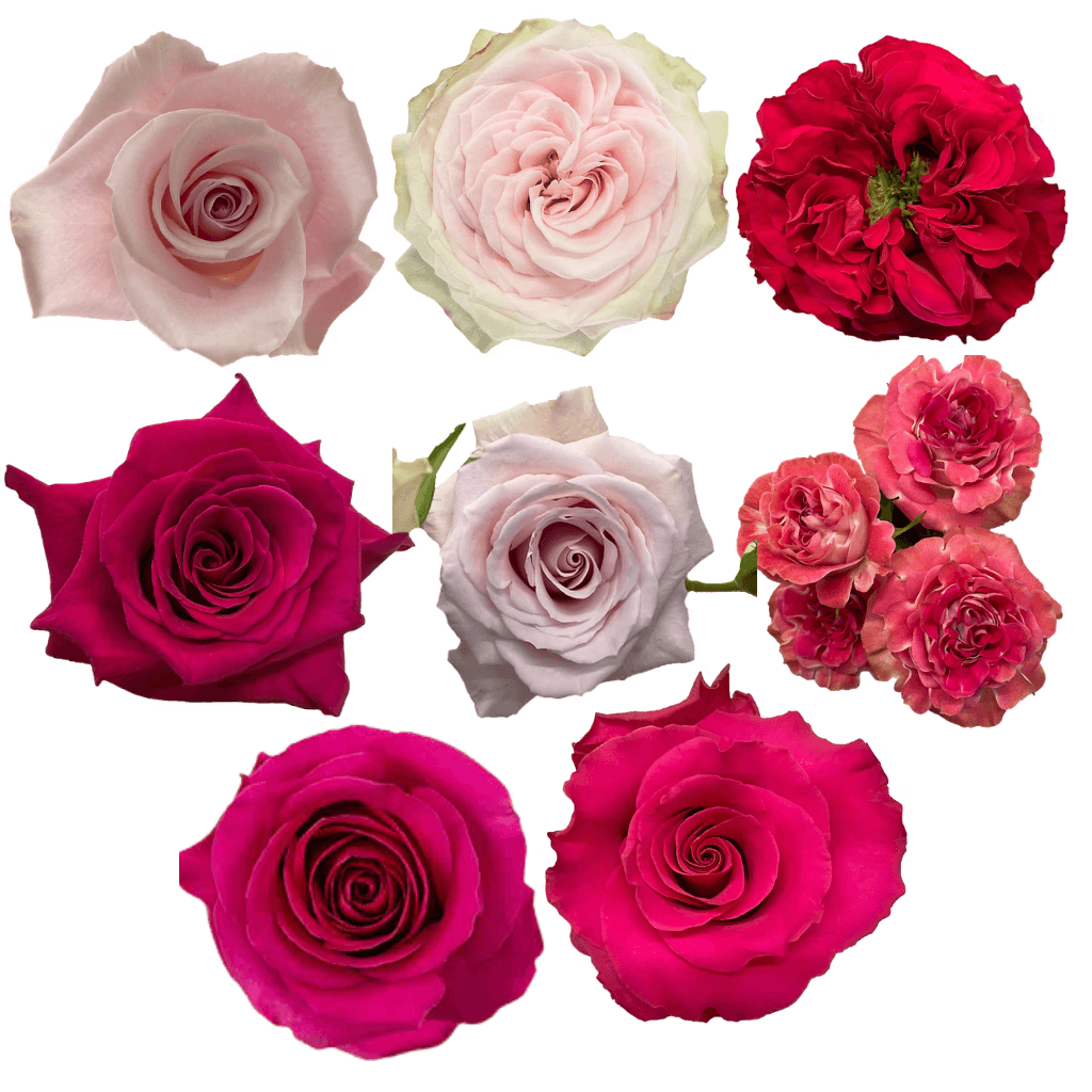 Combo Rose, Garden, Spray Garden Pink Asst 40/50cm