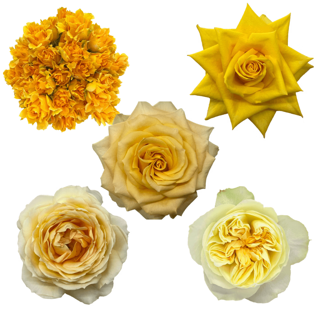 Combo Rose, Garden, Spray Garden Yellow 40/50 Cm