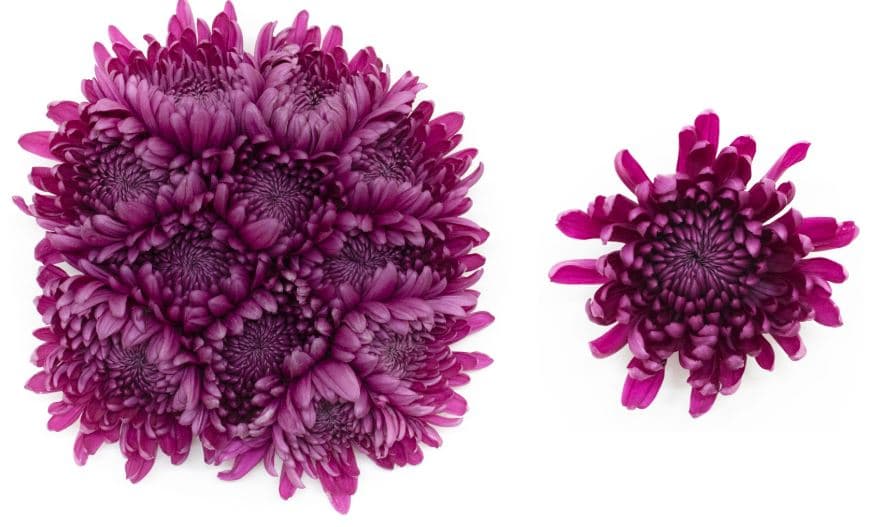 Mum Cremon Purple Tornado