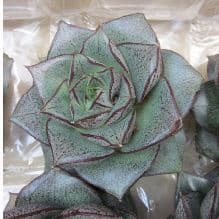 Echeveria Purpusorm Green Dark 8.5 Cm