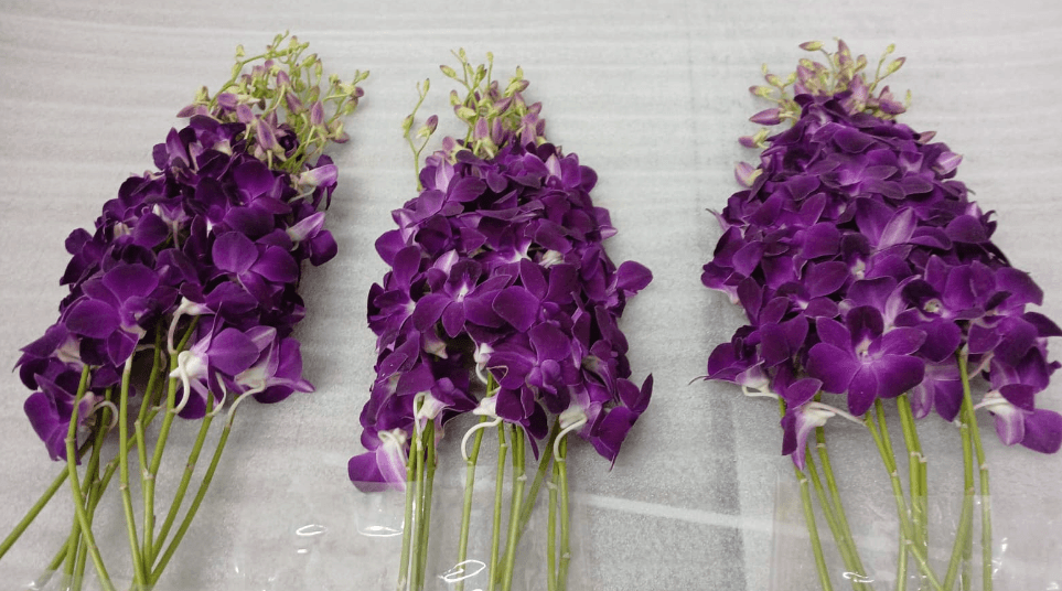 Dendrobium Purple LL 55-60 cm