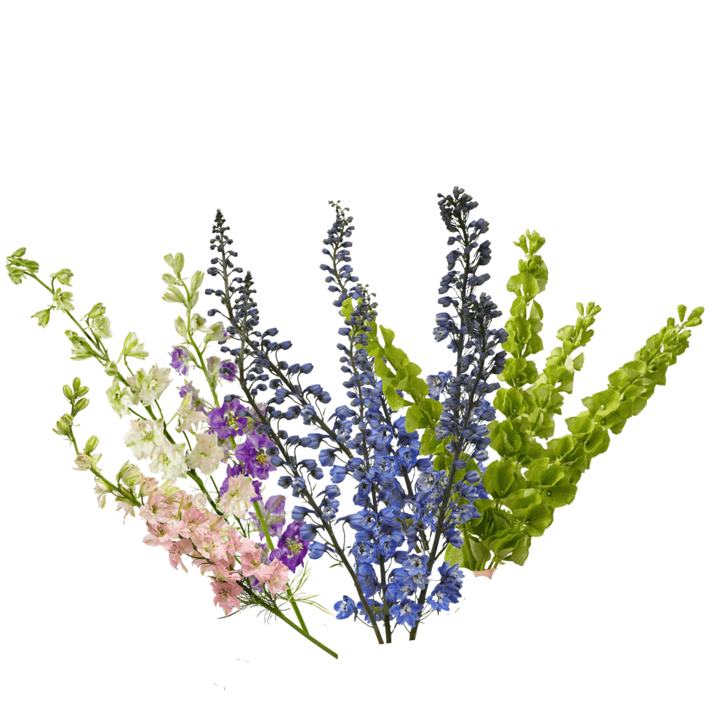 Combo Larkspur / Blue Delphinium / Bells Of Ireland Asst 70 Cm
