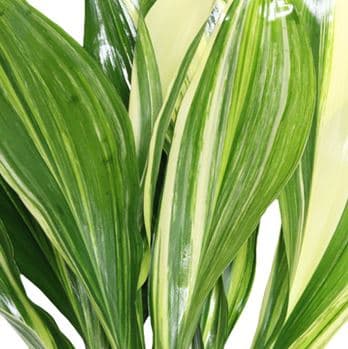 Aspidistra BiC Variegated