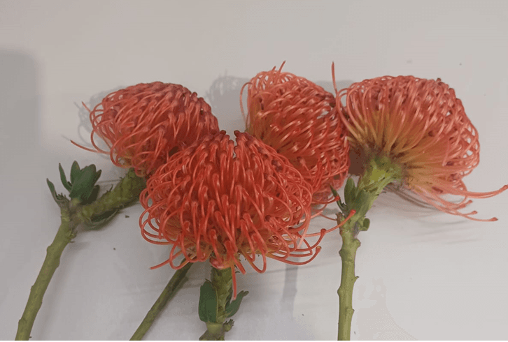 Protea One Pincushion Red 40 Cm