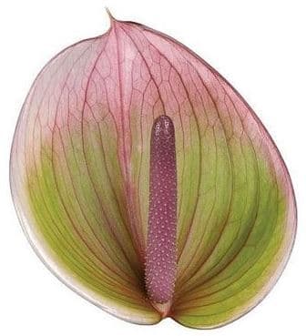 Anthurium Peruzzi Pink Bic Medium 11 Cm