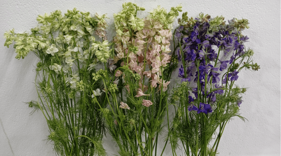 Larkspur Assorted 80/90 Cm