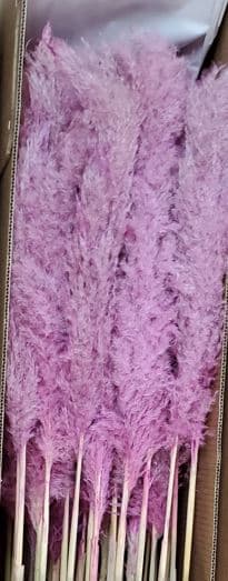 Pampas Tinted Grass Pink 90 Cm