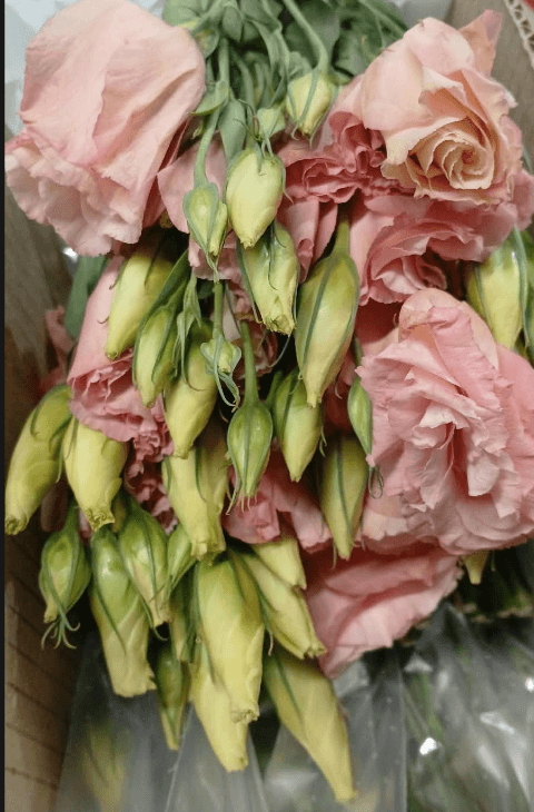 Lisianthus Peach 50/55 cm EC
