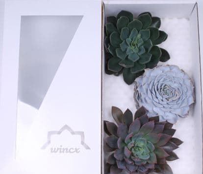 Echeveria Assorted 20 Cm