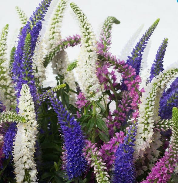 Veronica Assorted 60 Cm