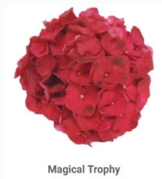 Hydrangea Magical Trophy Pink Hot - Red Pocket