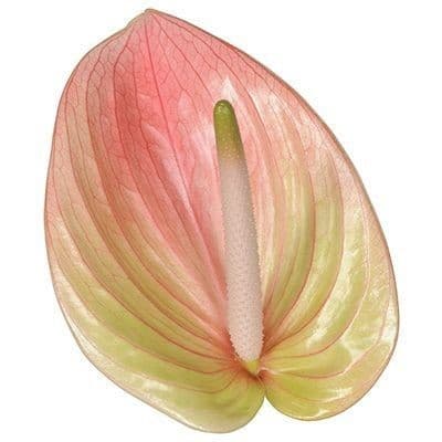 Anthurium Marea Peachy Pink Bic Medium 11 Cm No Credit