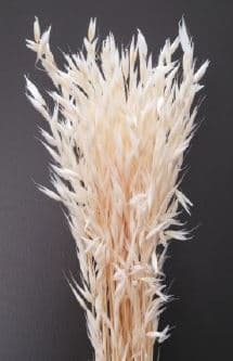 Preserved Avena Wheat White Bleached 100 Gr Italia