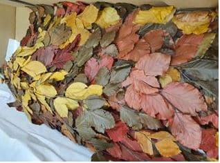 Preserved Copper Beech Rainbow 150 Gr X 5 St Italia Fall Assorted