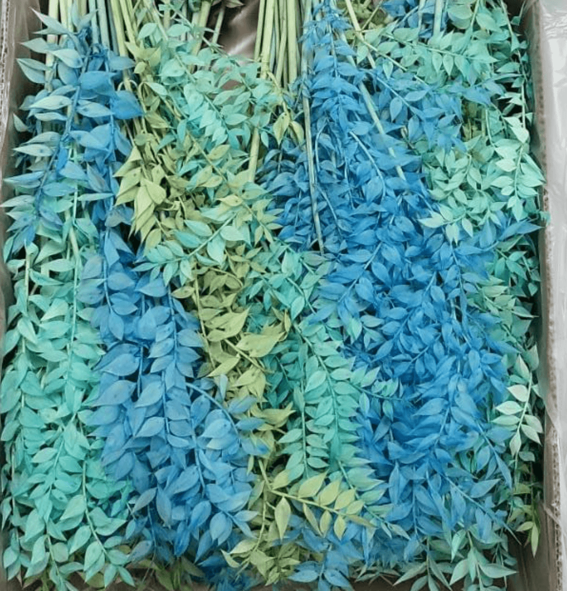 Preserved Italian Ruscus Bleached Ice Mix 150 Gr
