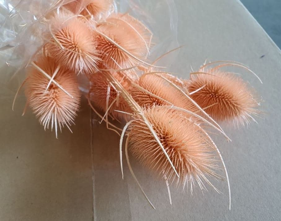 Preserved Eryngium Cardo Bleached Pink Hanoi 10 St - Italia