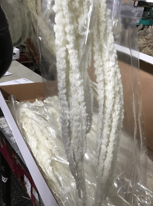 Preserved Amaranthus White Hanging Bleached Preserved 100 Gr Italia 2-5 St
