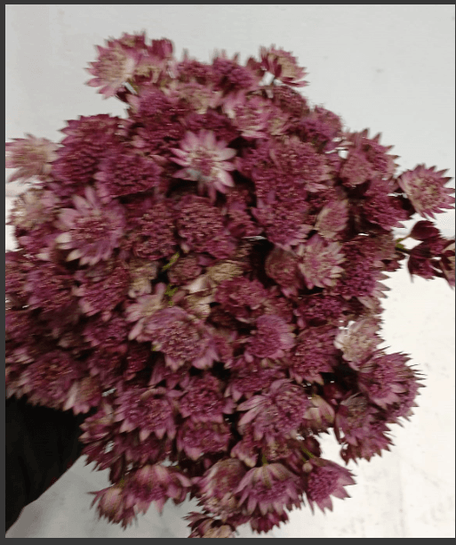 Astrantia Roma Pink 50 Cm