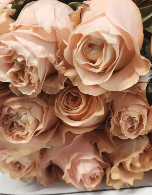 Rose (garden) Princess Crown Pink Peach 50 Cm