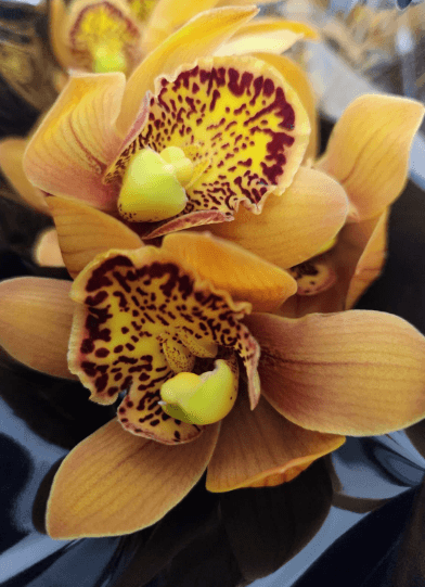 Cymbidium Majolika Mini Orange 30/35 Cm