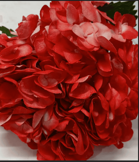 Hydrangea Dark Red Tint Dyed 18-20 cm Premium