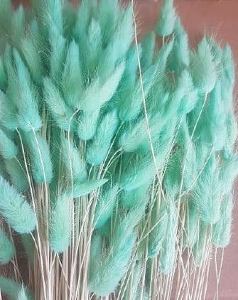 Preserved Lagurus Bunny Tail Blue Tiffany 100 Gr - Italia