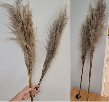 Pampas Grass Natural 90 Cm Peru