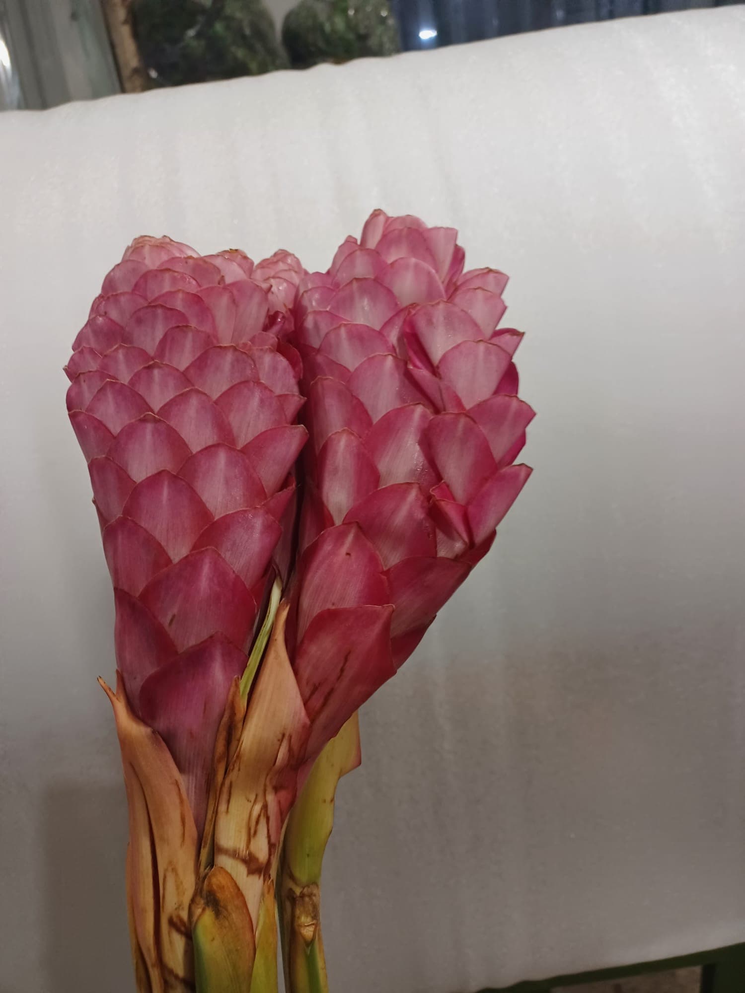 Ginger King Pink 90 Cm