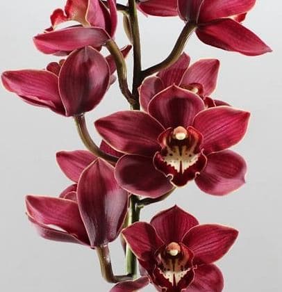 Cymbidium Priwine Red Burgundy 8/11 Bl 60 Cm