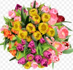 Tulip Novelty Assorted 38+ Gr