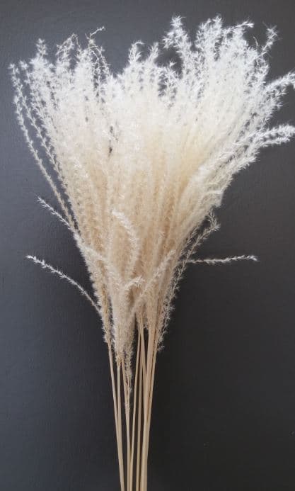 Preserved Eulalia Bleached White 70 Cm 100 Gr It