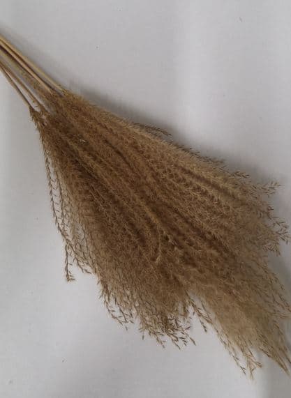 Preserved Eulalia Natural 70 Cm Bleached - It