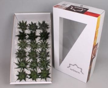 Echeveria Haworthia (aloe) Asst 8 Cm