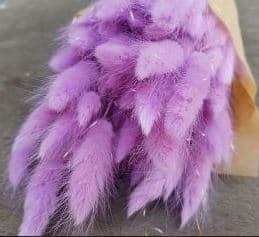 Preserved Lagurus Bunny Tail Amethyst Lavender 100 Gr Italia