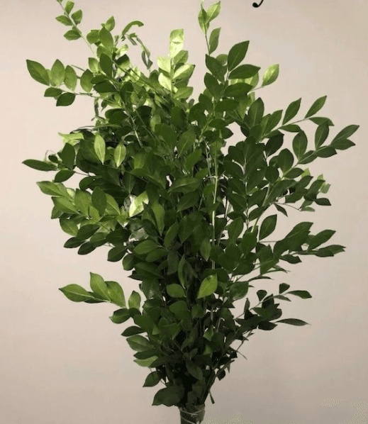 Greens Coffee Foliage (mexican Myrtle) 10 St Bu Fla