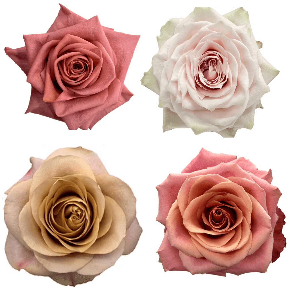 Combo Rose Coffee Collection 40/50