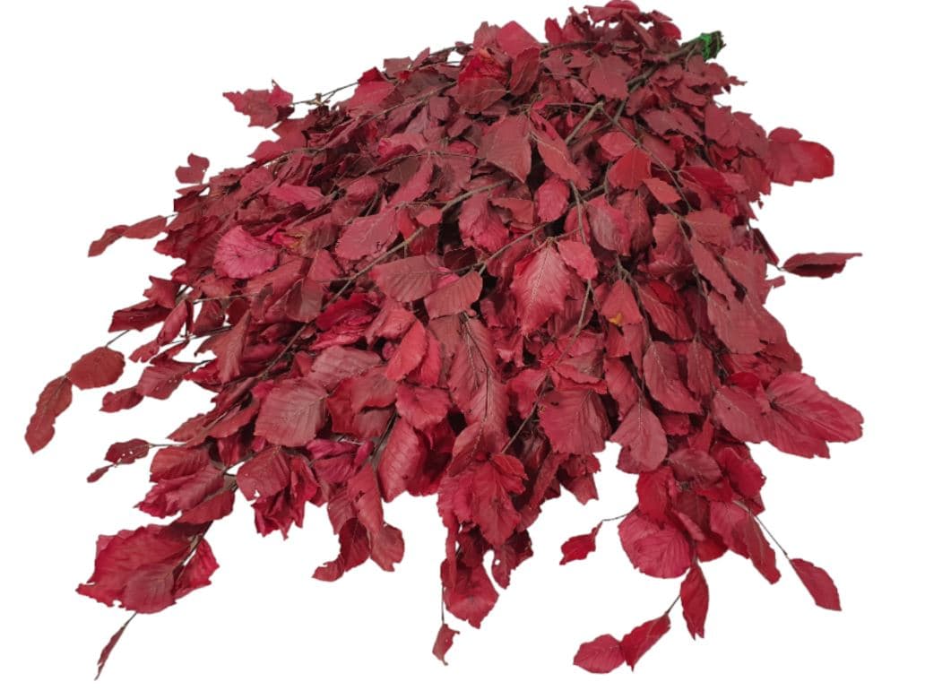 Preserved Copper Beech Hot Pink 150 Gr Italia