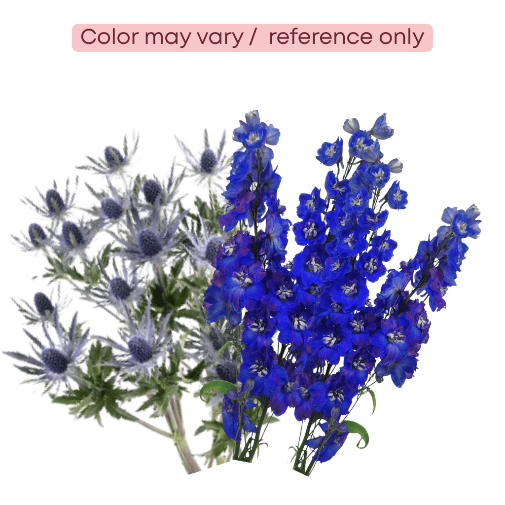 Combo Delphinium / Eryngium Blue 60/70 Cm