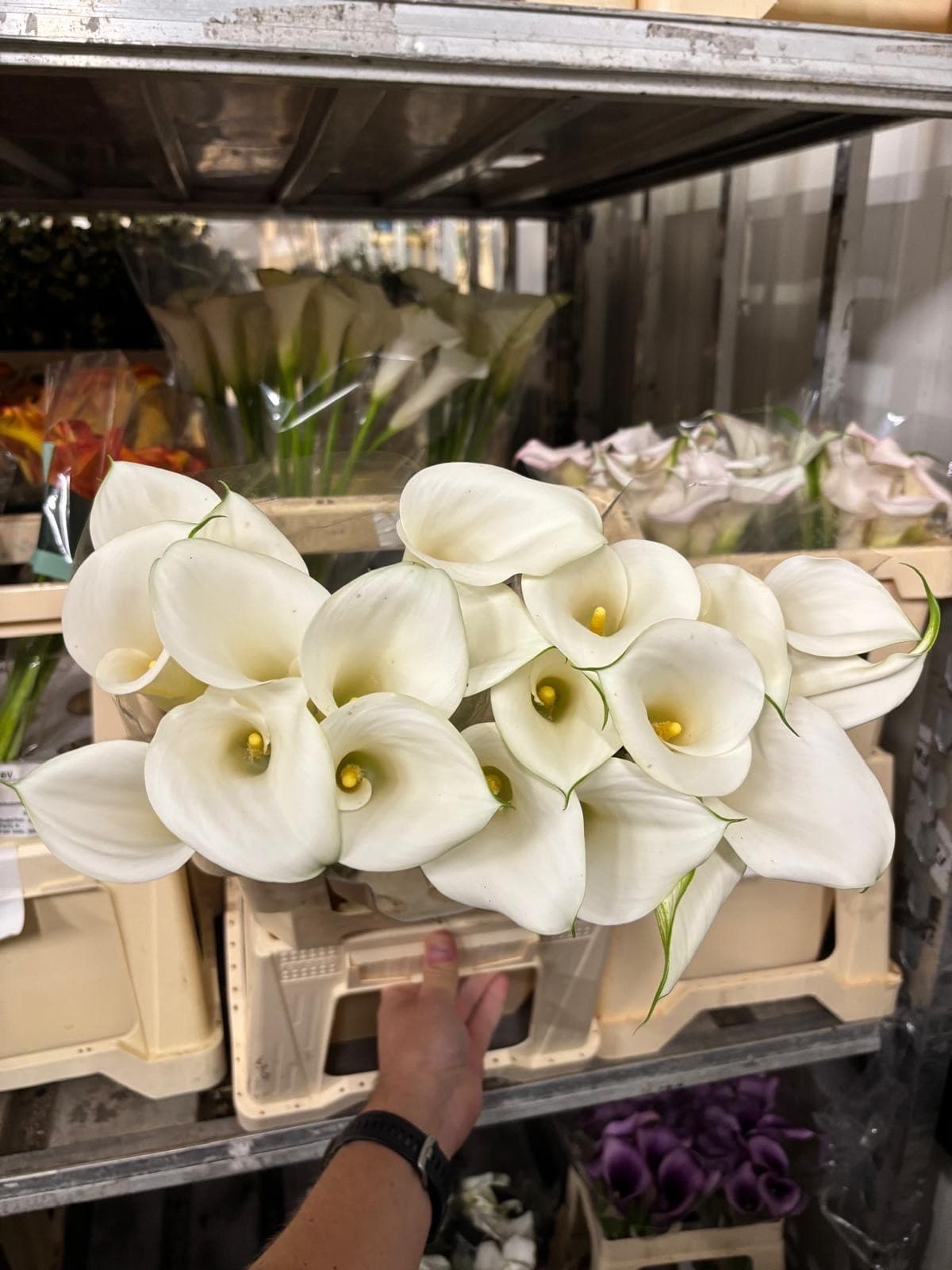 Calla (mini) Art White 45 Cm Nl (sub. Ventura)